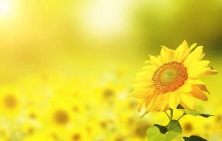 Mother's Day Sunflower Pic
