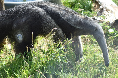 Anteater With T1D At Edinburgh Zoo 22 06 Nala Giant Anteater