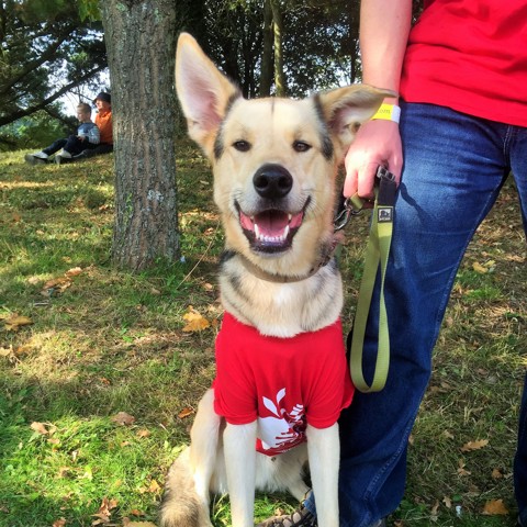 Dragon Boat Races 2015 (6) Copy