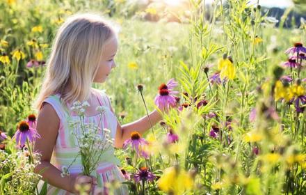 Midsommar 1