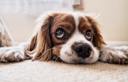 Hund