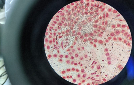 Research Cells Copy