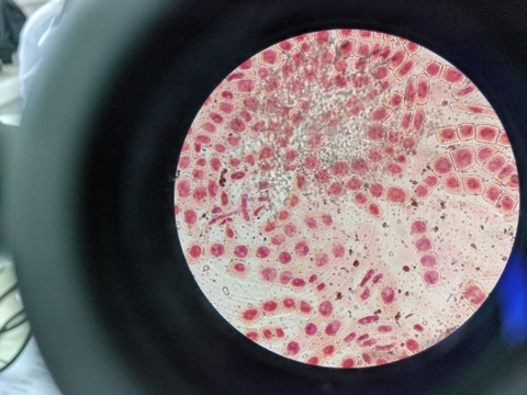 Research Cells Copy