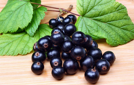 Blackcurrants