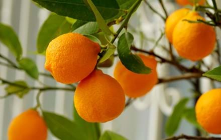 Oranges In Tree