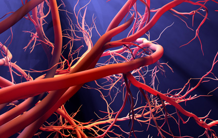 Blood Vessels