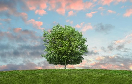 Green Tree During Sunset