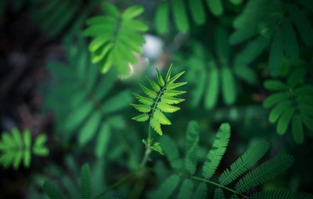 Green Leaf Plant