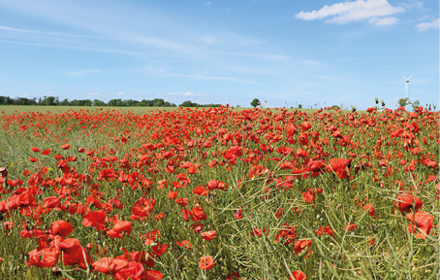 Midsommar 2024 Liten Bild