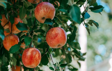 Apple Tree
